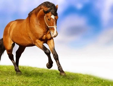 Άλογο αγώνων έριξε τον αναβάτη δραπέτευσε και... πήγε σε μπαρ (βίντεο)